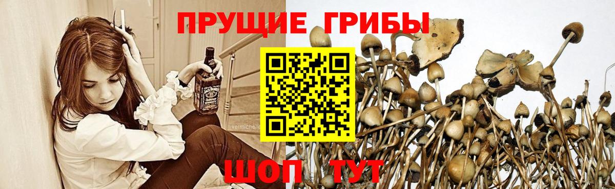 Новоалександровск  Псилоцибиновые грибы мухоморы  Вход с VPN 